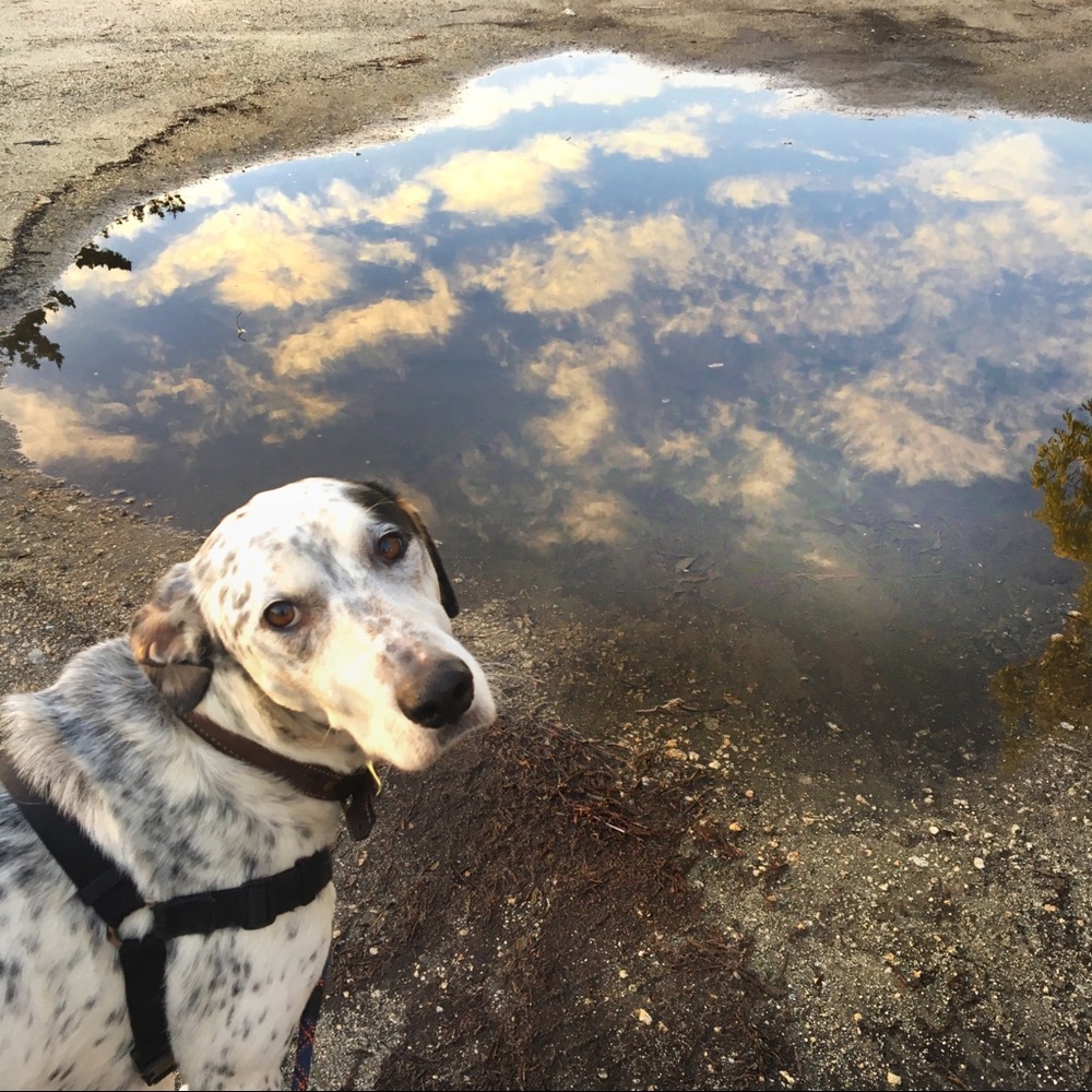 Meet your Posher, Aalie